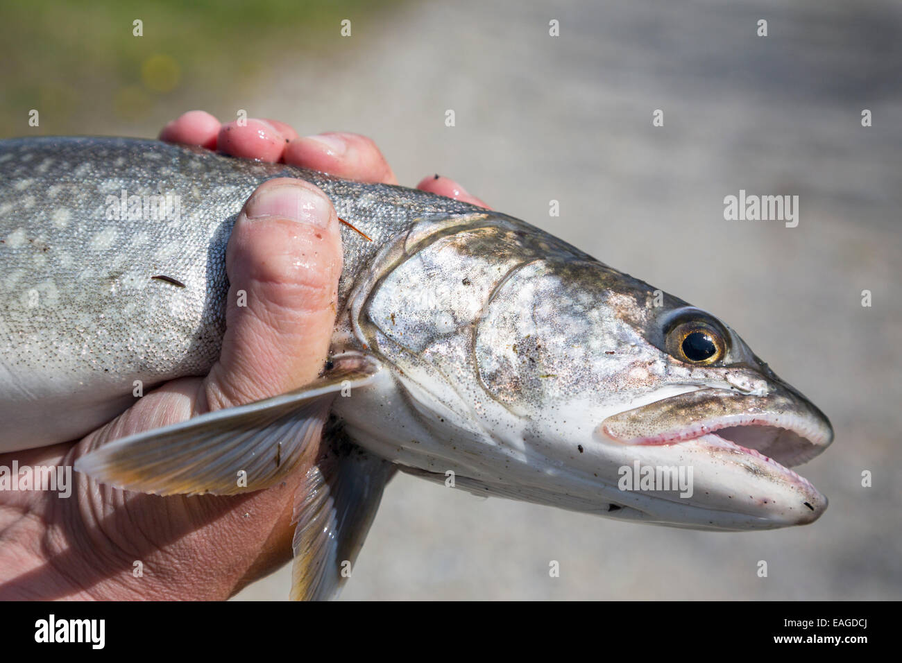 Un homme est titulaire d'un Touladi (Salvelinus namaycush) sur le lac Whitefish à Whitefish, Montana. Banque D'Images