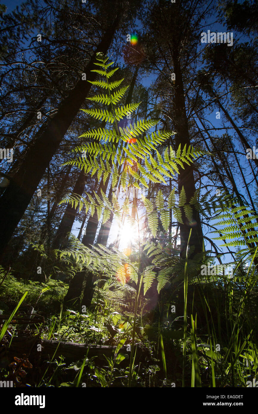 Fougères dans le Glacier National Park près de West Glacier dans le Montana. Banque D'Images