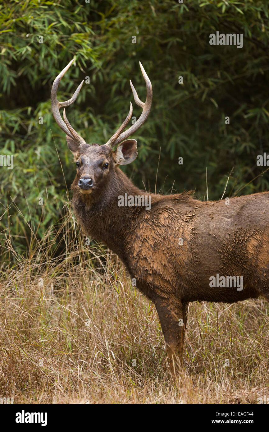 Un cerf Sambar (Rusa unicolor) dans l'Inde Bandhavgarh National Park. Banque D'Images