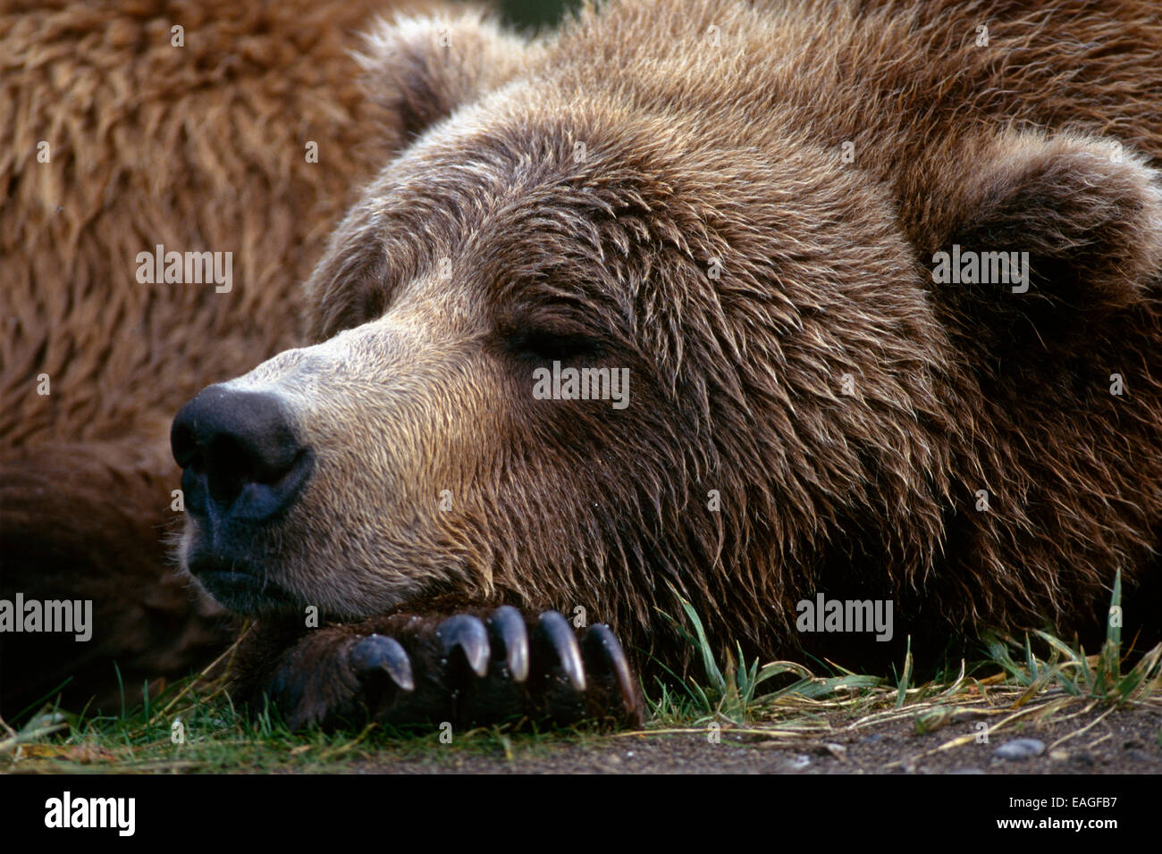 Ours brun reposant Natl Park Sud-ouest de l'Alaska Katmai Portrait d'été Banque D'Images