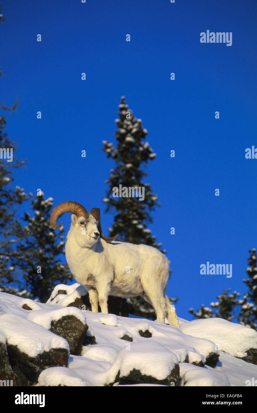 Dall Ram sur Ridge près du lac Kluane, Yukon, Canada, Hiver Banque D'Images