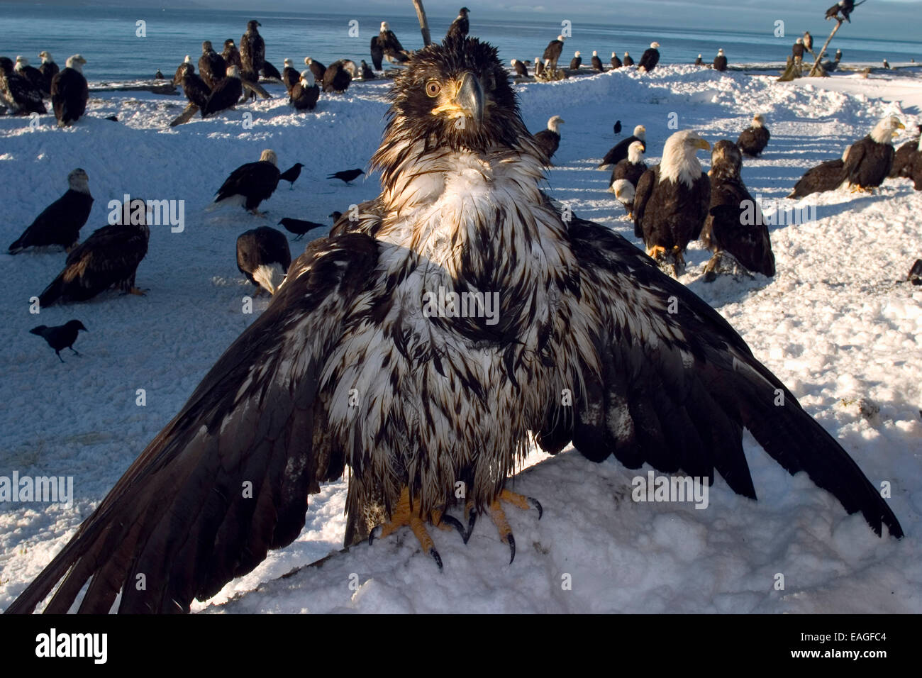 Juvenille pygargue perchée sur ailes log Kp Hiver Alaska Homer Banque D'Images