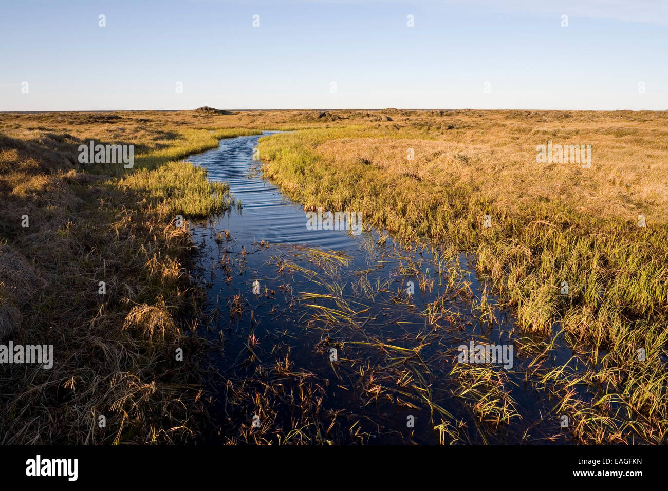 Les herbes flottant sur la surface du ruisseau de la toundra. Réserve nationale de pétrole. Été dans l'Arctique de l'Alaska. Banque D'Images