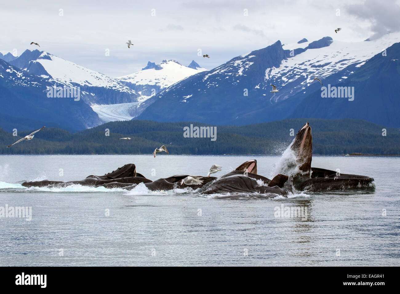 John,Hyde,Alaska,Bubble-Net,jour,côtières Banque D'Images