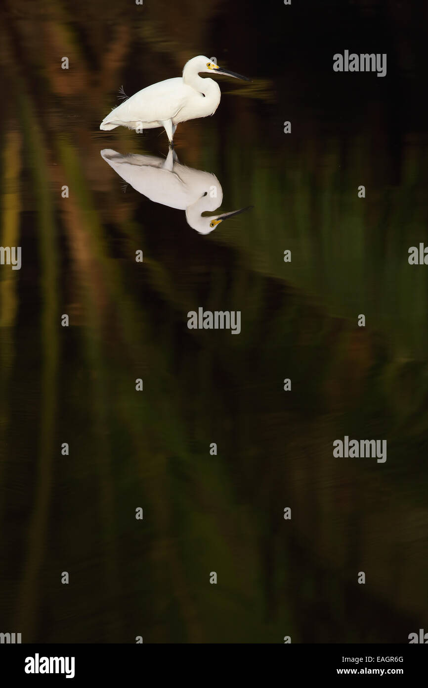 Grande aigrette (Ardea alba) debout dans un ruisseau à Guanacaste, Costa Rica, Amérique centrale. Banque D'Images