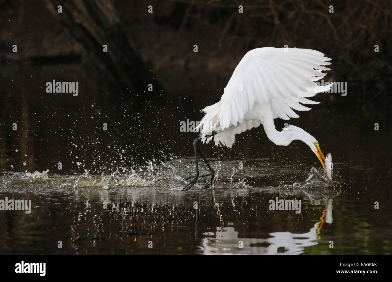 Grande aigrette (Ardea alba) la pêche dans un ruisseau à Guanacaste, Costa Rica, Amérique centrale. Banque D'Images