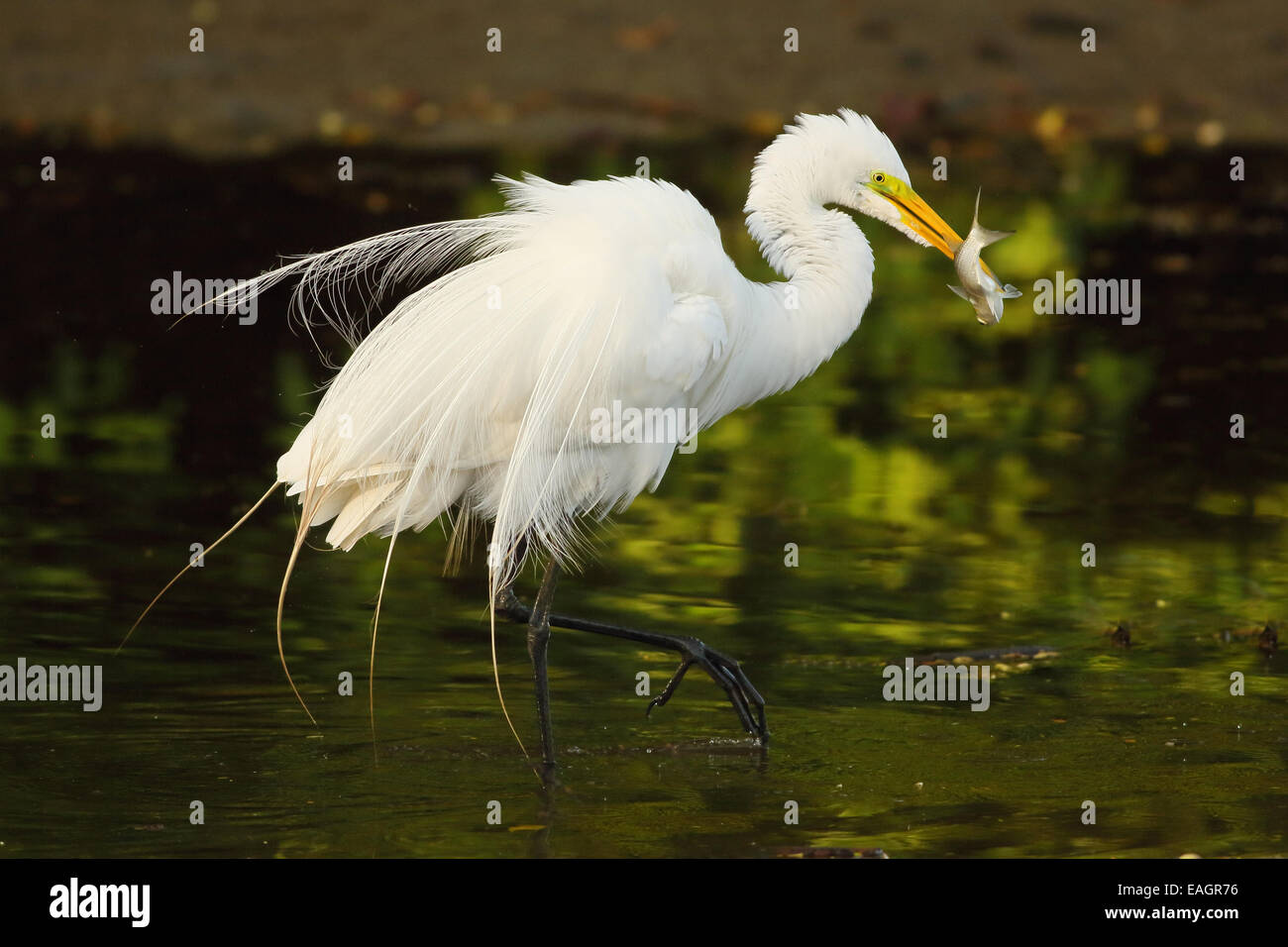 Grande aigrette (Ardea alba) tenant un poisson dans un ruisseau à Guanacaste, Costa Rica, Amérique centrale. Banque D'Images