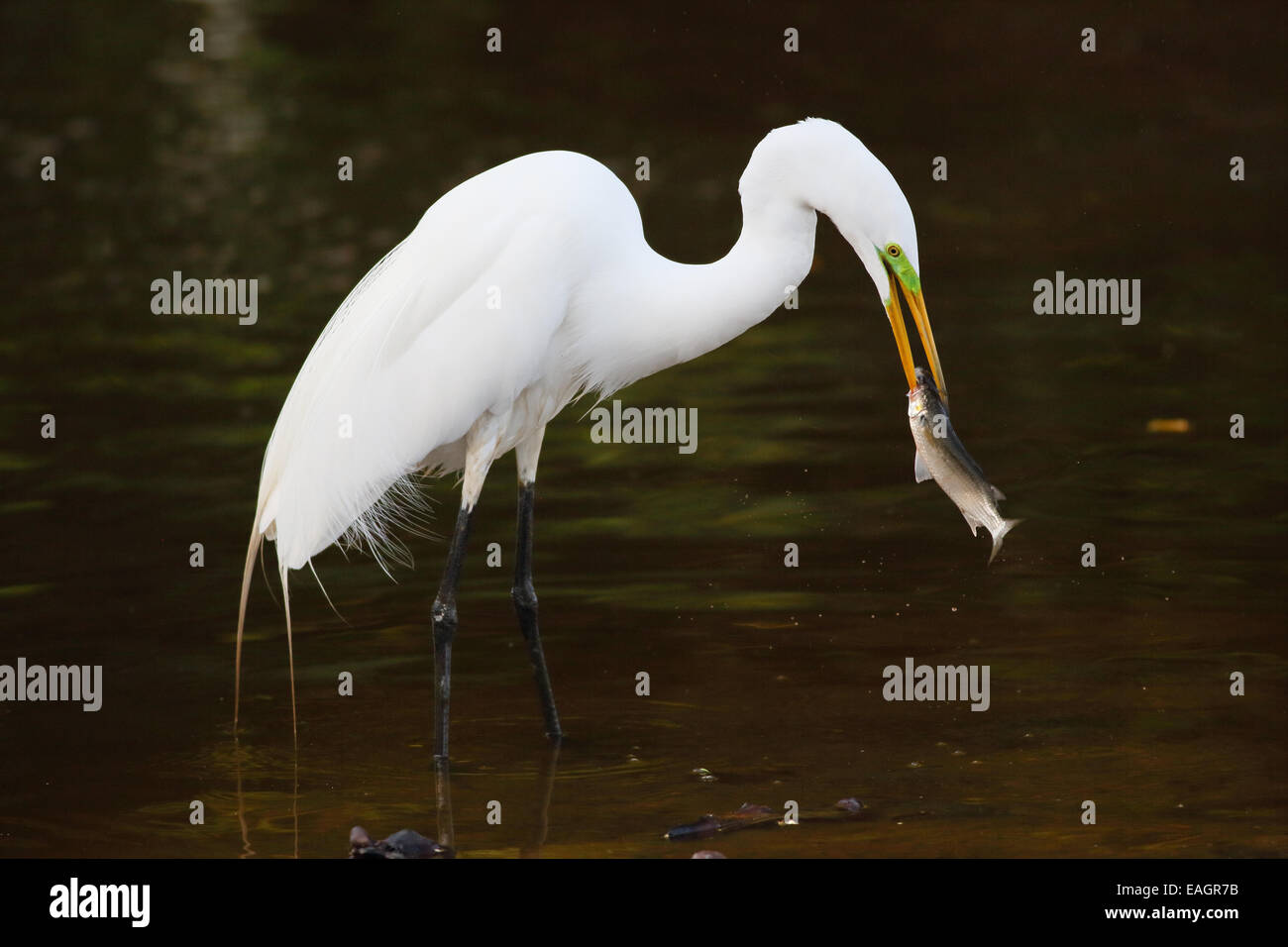 Grande aigrette (Ardea alba) tenant un poisson dans un ruisseau à Guanacaste, Costa Rica, Amérique centrale. Banque D'Images