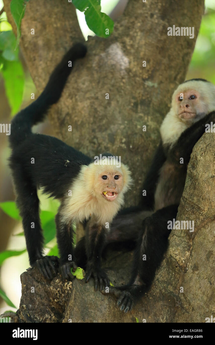 Singes capucins à face blanche (cebus capucinus). Parc National Palo Verde, Guanacaste, Costa Rica. Banque D'Images