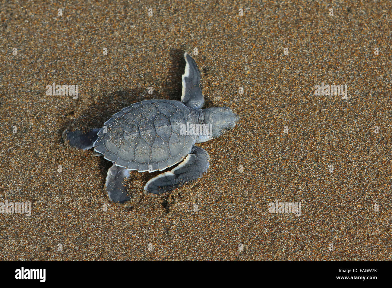 Tortues tortue verte (Chelonia mydas) s'exécutant sur une plage de sable fin à l'océan dans le Parc National de Tortuguero, Costa Rica. Banque D'Images