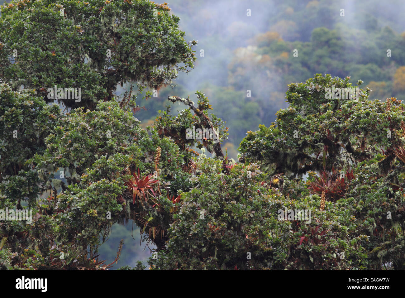 Chêne (Quercus costaricensis) dans la forêt de nuages sur le Cerro de la Muerte Mountain, au sud-est de San José. Mai 2012. Banque D'Images