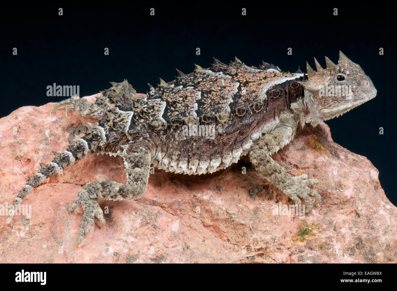 Iguane géant / Phrynosoma asio Banque D'Images