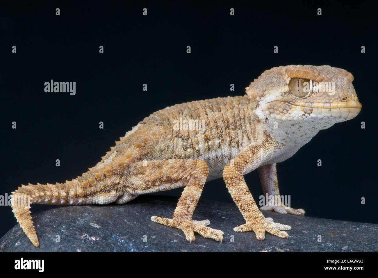 Gecko casqué / Tarentola chazaelia Banque D'Images