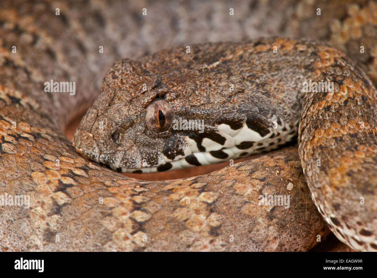 Death Adder / acanthophis antarticus Banque D'Images