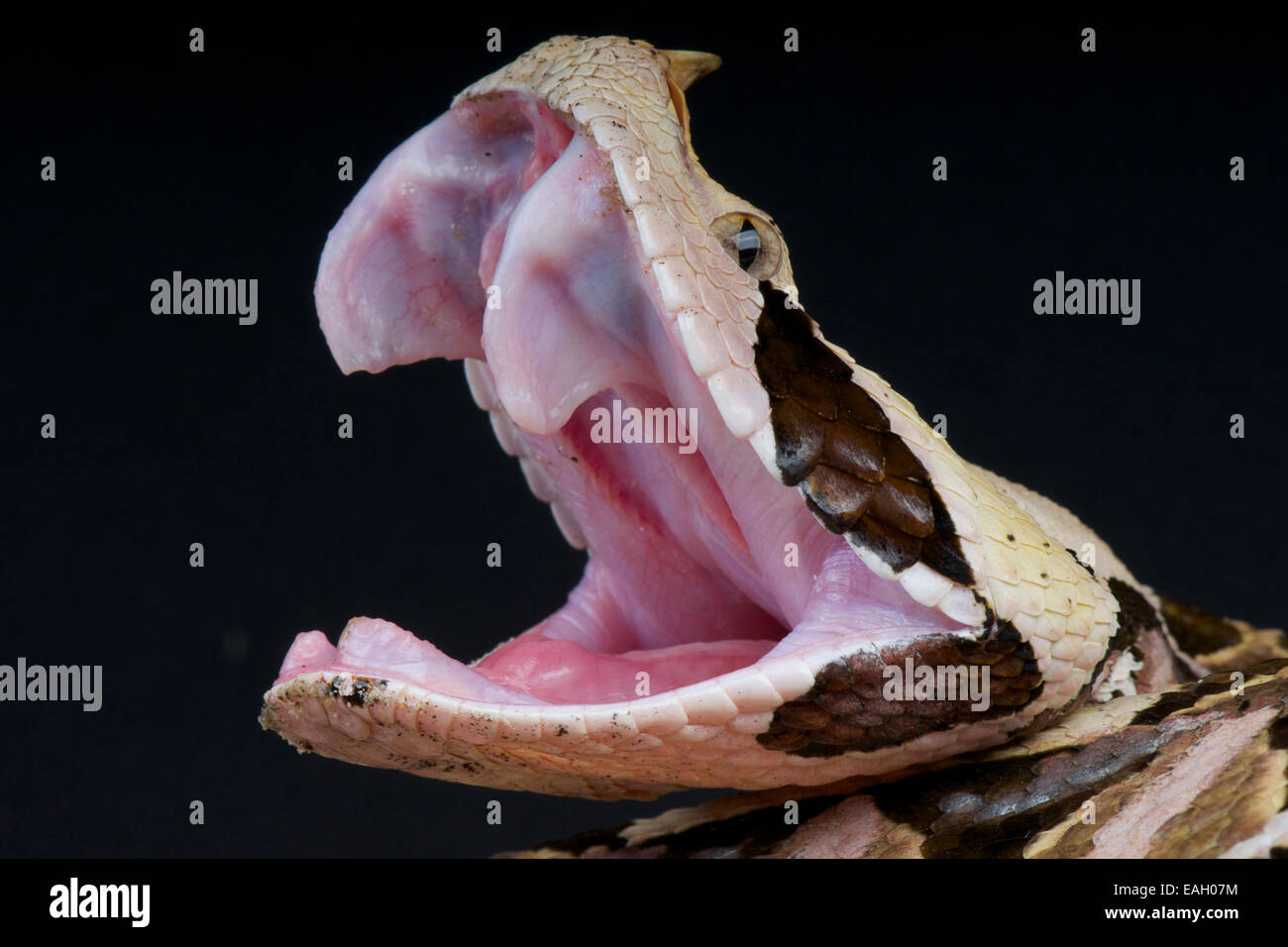 Gaboon viper Bitis gabonica rhinoceros / Banque D'Images