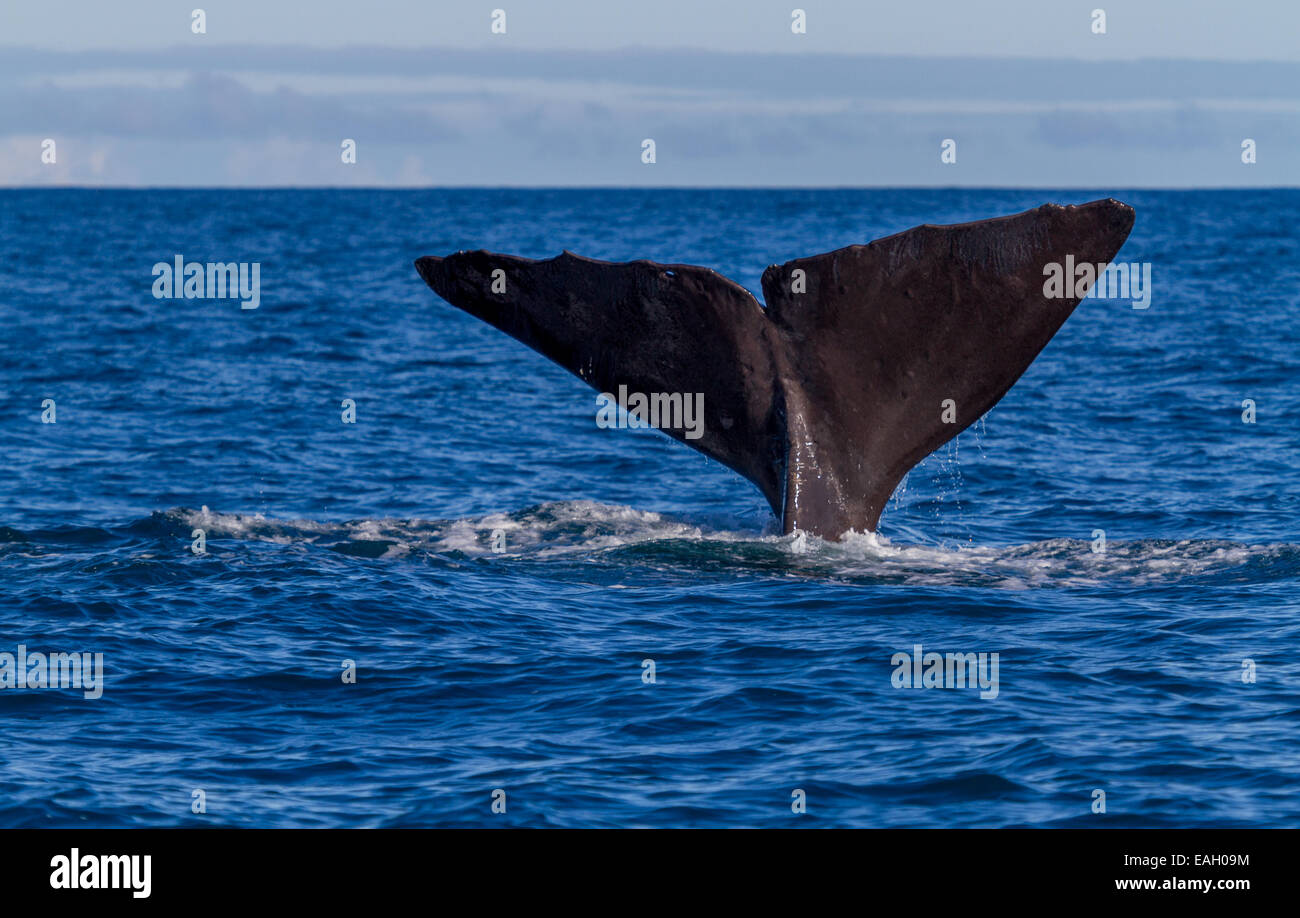 La queue d'un cachalot (Physeter macrocephalus) plongée sous-marine. Tourné près de Kaikoura Nouvelle-zélande Banque D'Images