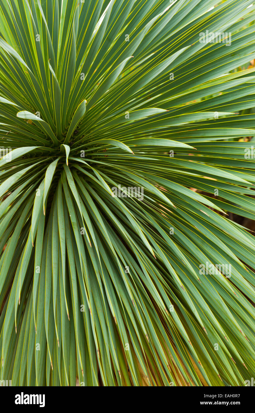 Arrière-plan de feuilles de palmier avec veine radiale Banque D'Images
