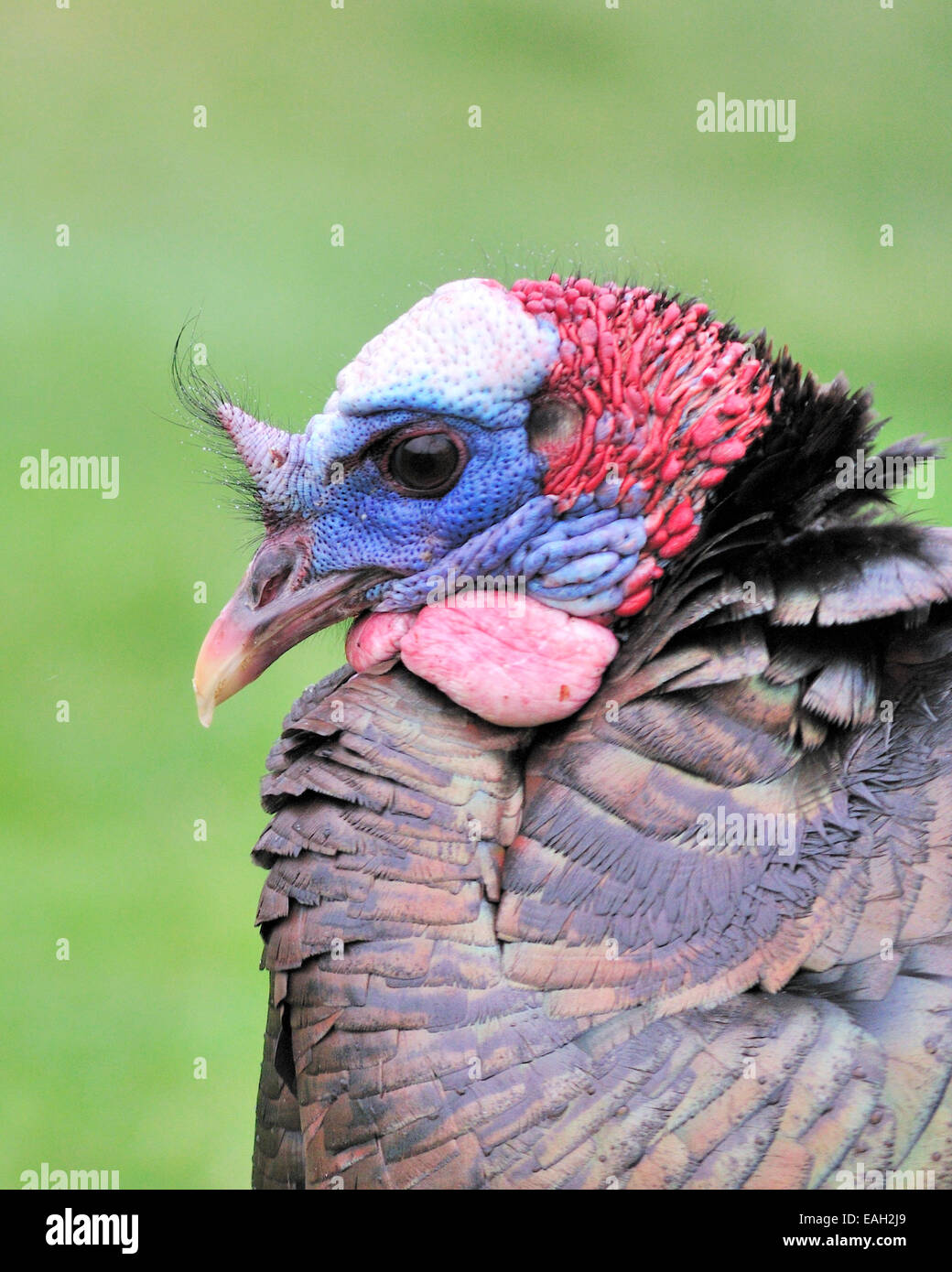 Close-up head shot d'un dindon sauvage mâle sous la pluie. Banque D'Images