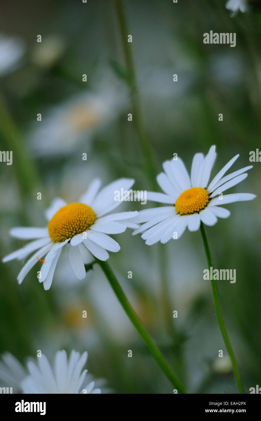 La grande marguerite en fleurs fleurs UK Banque D'Images