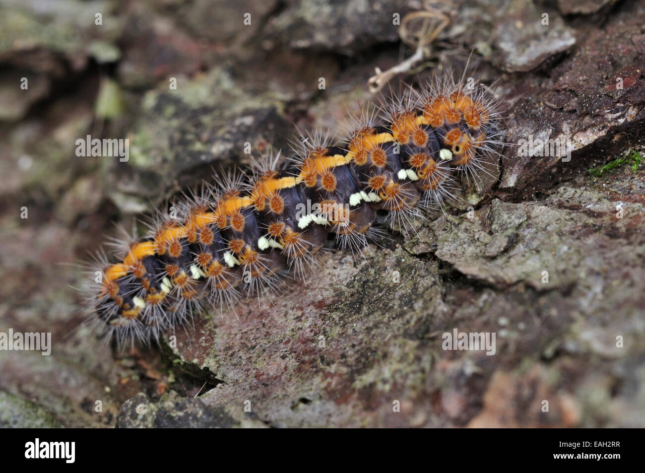 Jersey Tiger Moth Caterpillar. Dorset, UK Mars 2011 Banque D'Images