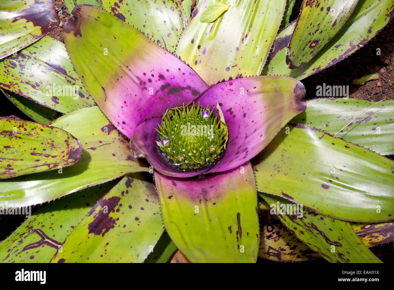 Close-up green Water Lily flower dans un lac Banque D'Images