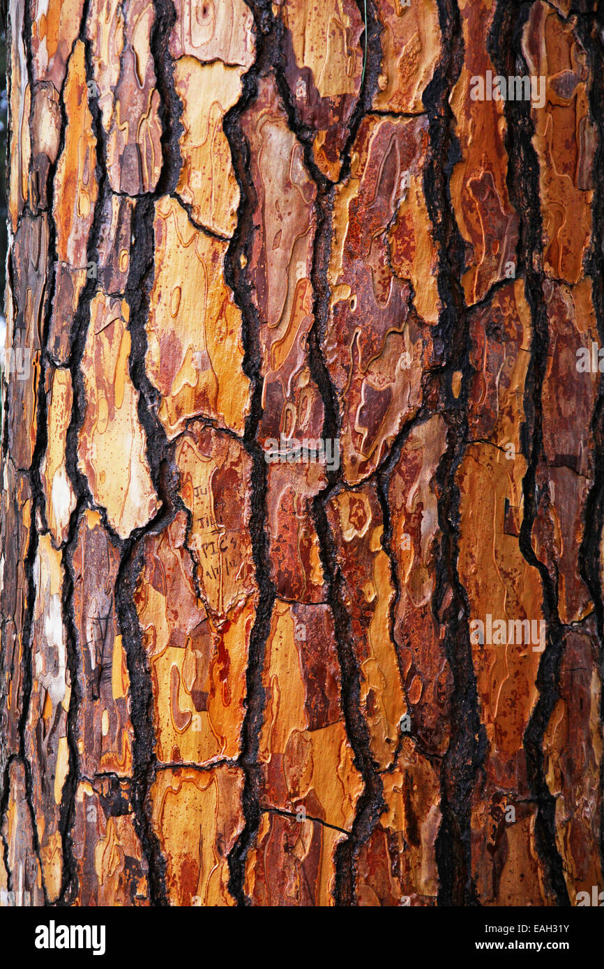 Arrière-plan de la texture de l'écorce de pin brun Banque D'Images