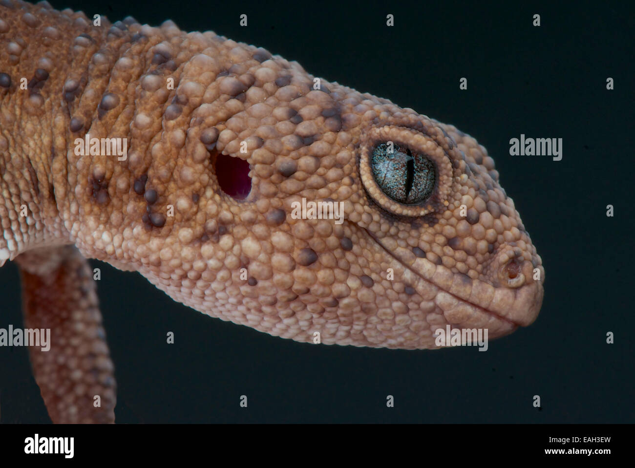 Taylor's gecko à queue grasse / Hemitheconyx taylori Banque D'Images