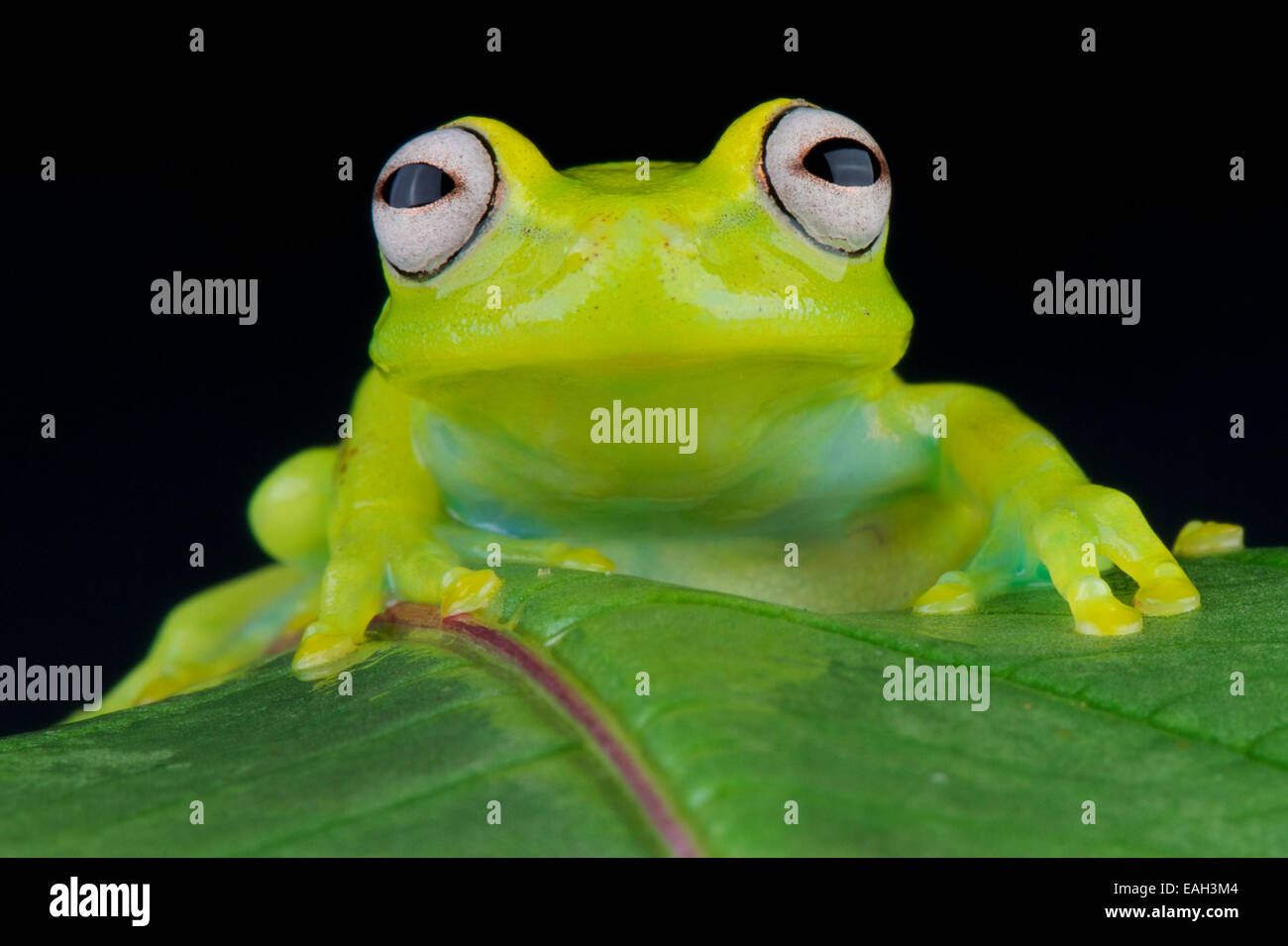 Grenouille de verre / Hyalinobatrachium fleischmanni Banque D'Images