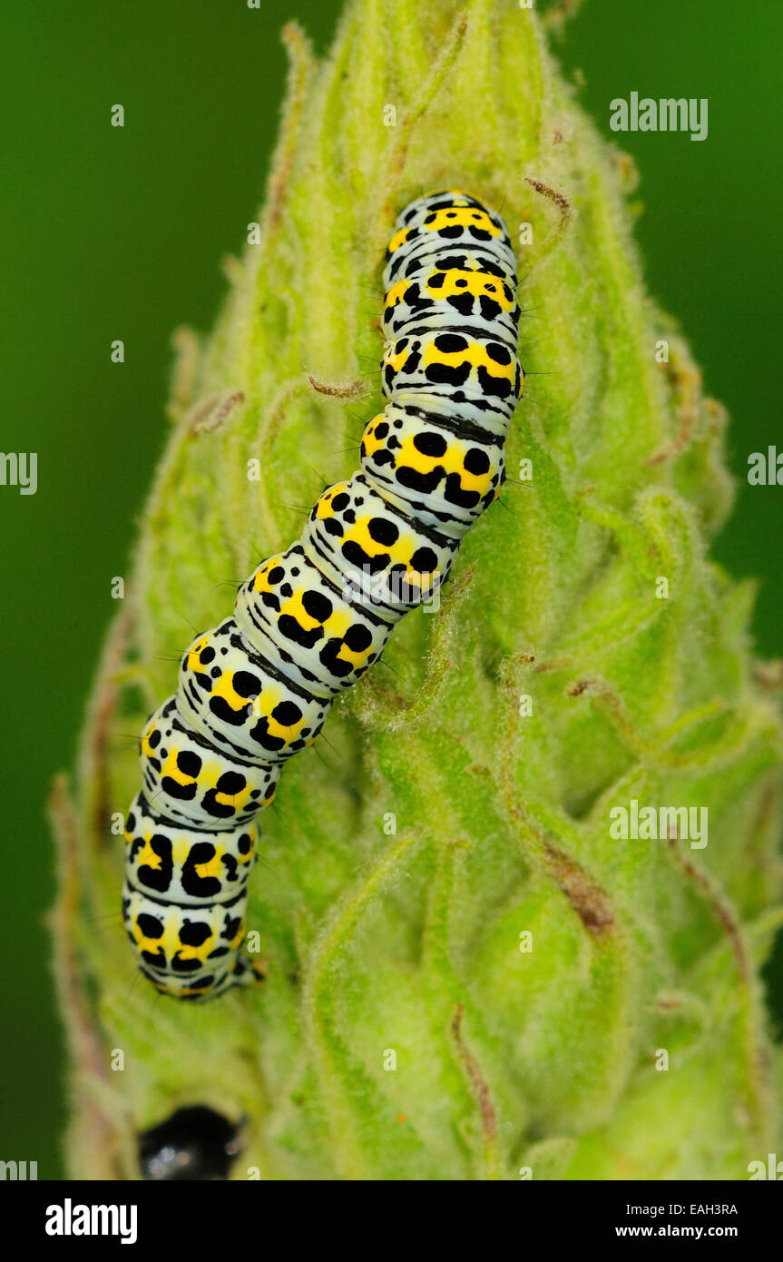 Mullein moth chenille se nourrit de grande molène (Verbascum thapsus) Dorset, UK Juin 2011 Banque D'Images