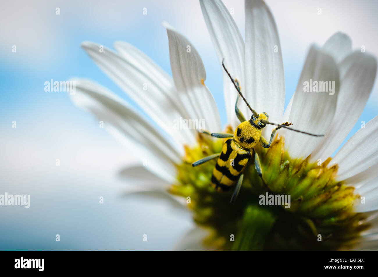 Bug longhorn jaune sur une fleur blanche, contre le bleu du ciel. Banque D'Images