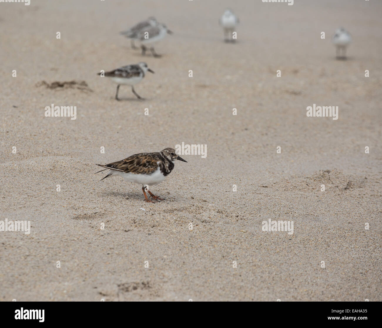 Les petits oiseaux et les sternes sur le bord de la mer. Banque D'Images