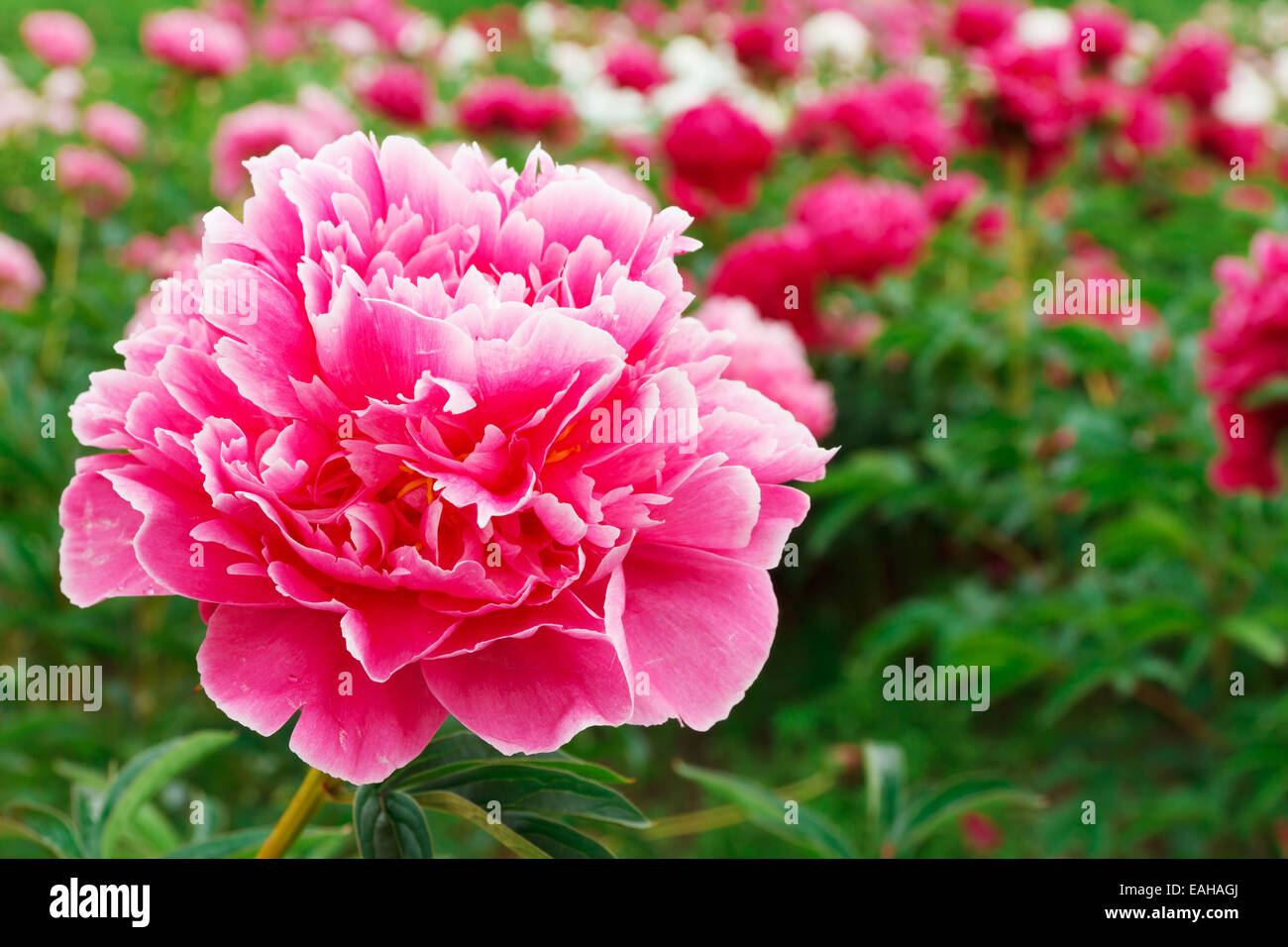 Les Pivoines rose fraîche Banque D'Images