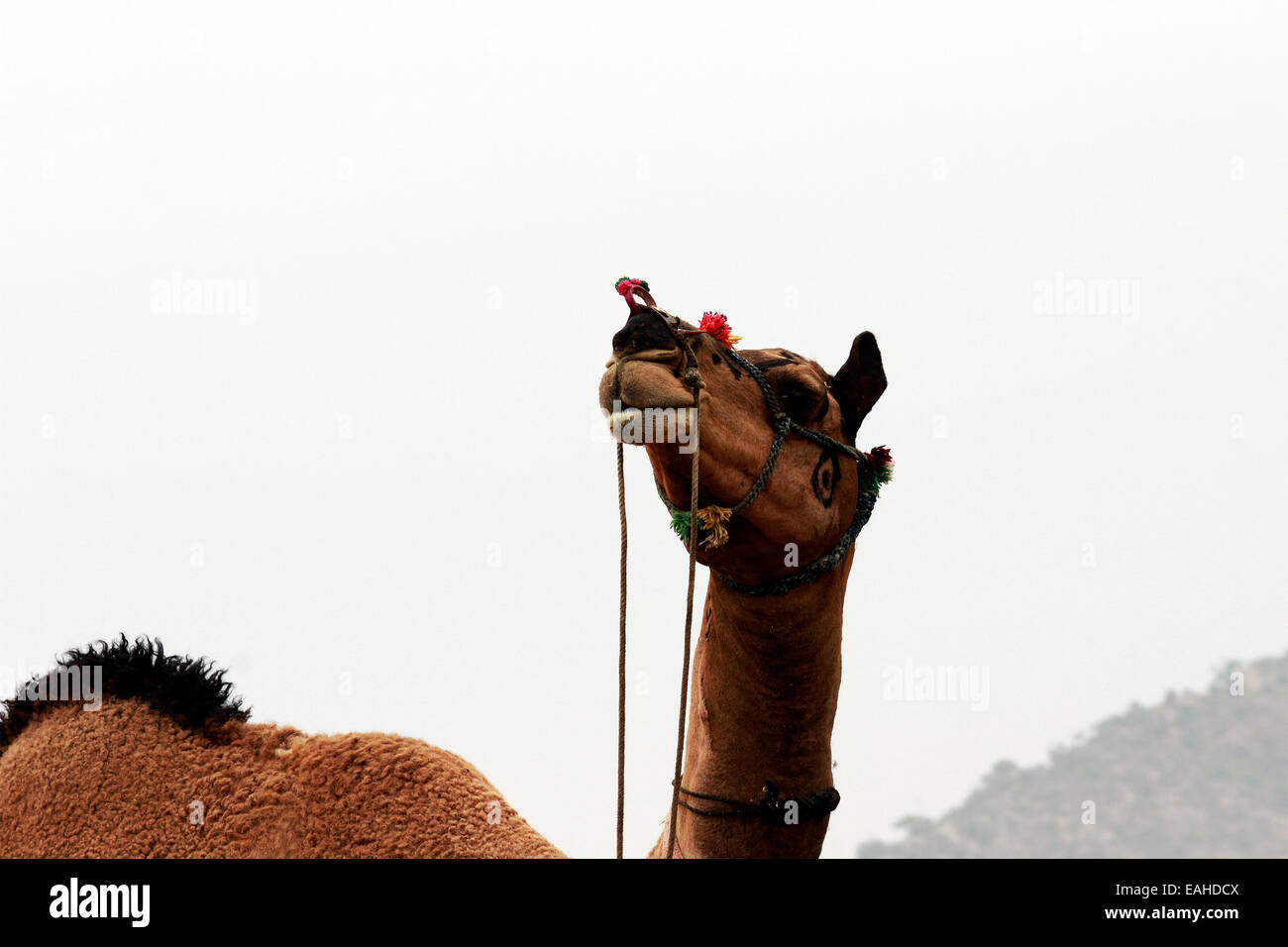 Les chameaux, homme, femme, sable, Pushkar, Rajasthan, Inde. Banque D'Images