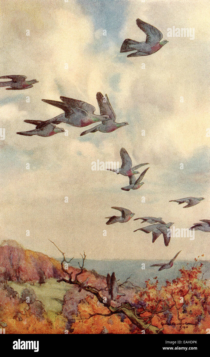 Cette illustration montre colombes stock 1910 flying in Selborne dans le comté de Southampton en Angleterre. Stock colombes appartiennent à la famille des pigeons. Banque D'Images