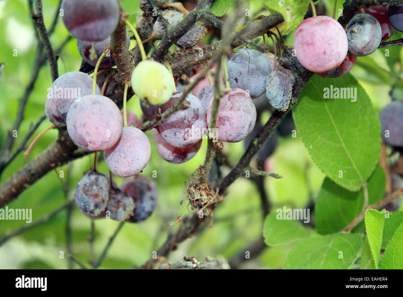 Plage à proximité des rives boisées de prunes Gardiners Bay Océan Atlantique Long Island New York Banque D'Images
