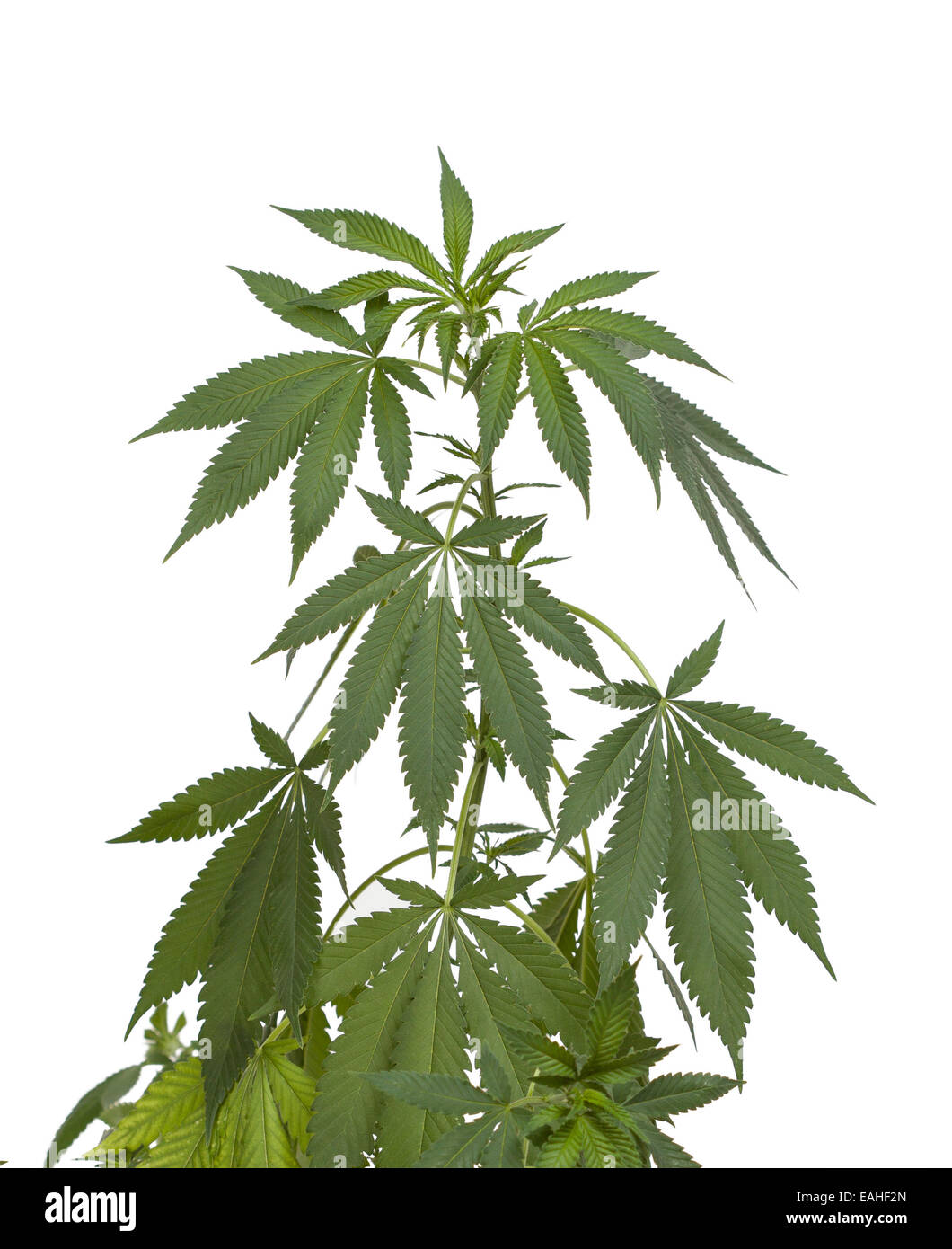 Plants de marijuana Banque D'Images
