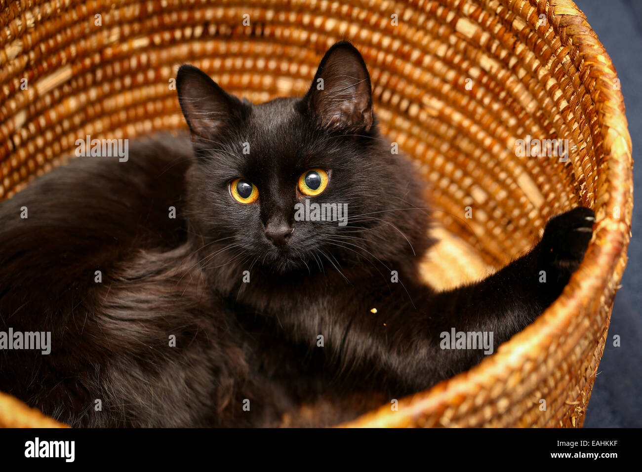 Un chat noir femelle à l'indoor et montrant sa curiosité Banque D'Images