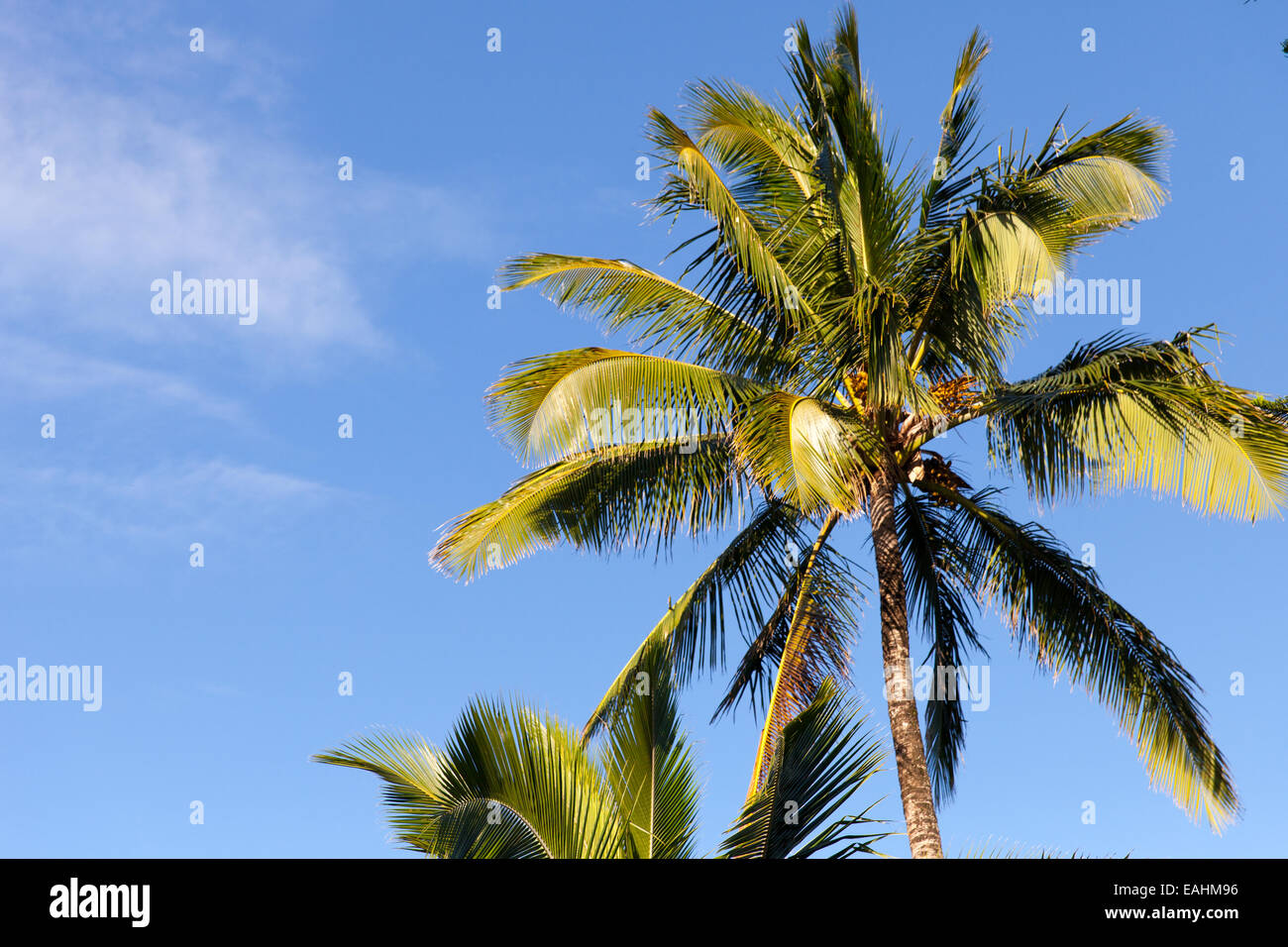 Palmiers et ciel bleu d'Hawaii, USA Banque D'Images