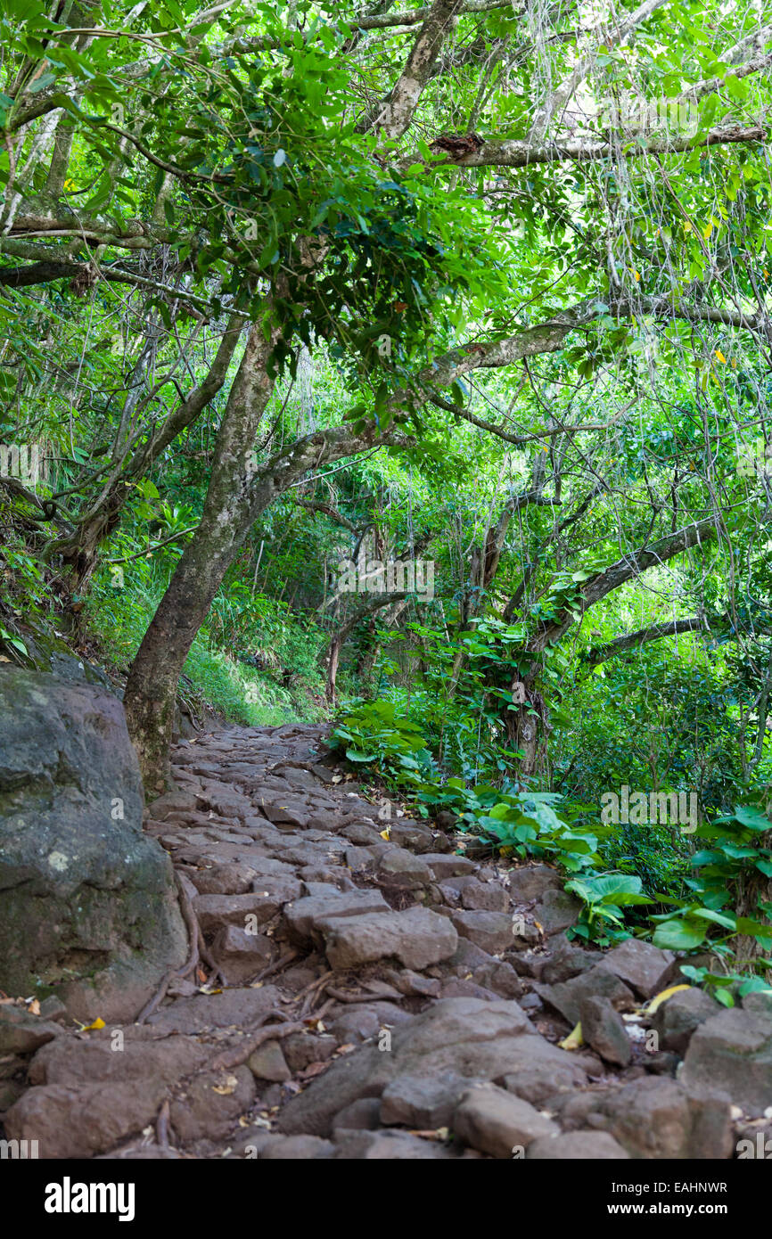 Chemin sur la Kalalau Trail, Kauai, Hawaii, USA Banque D'Images