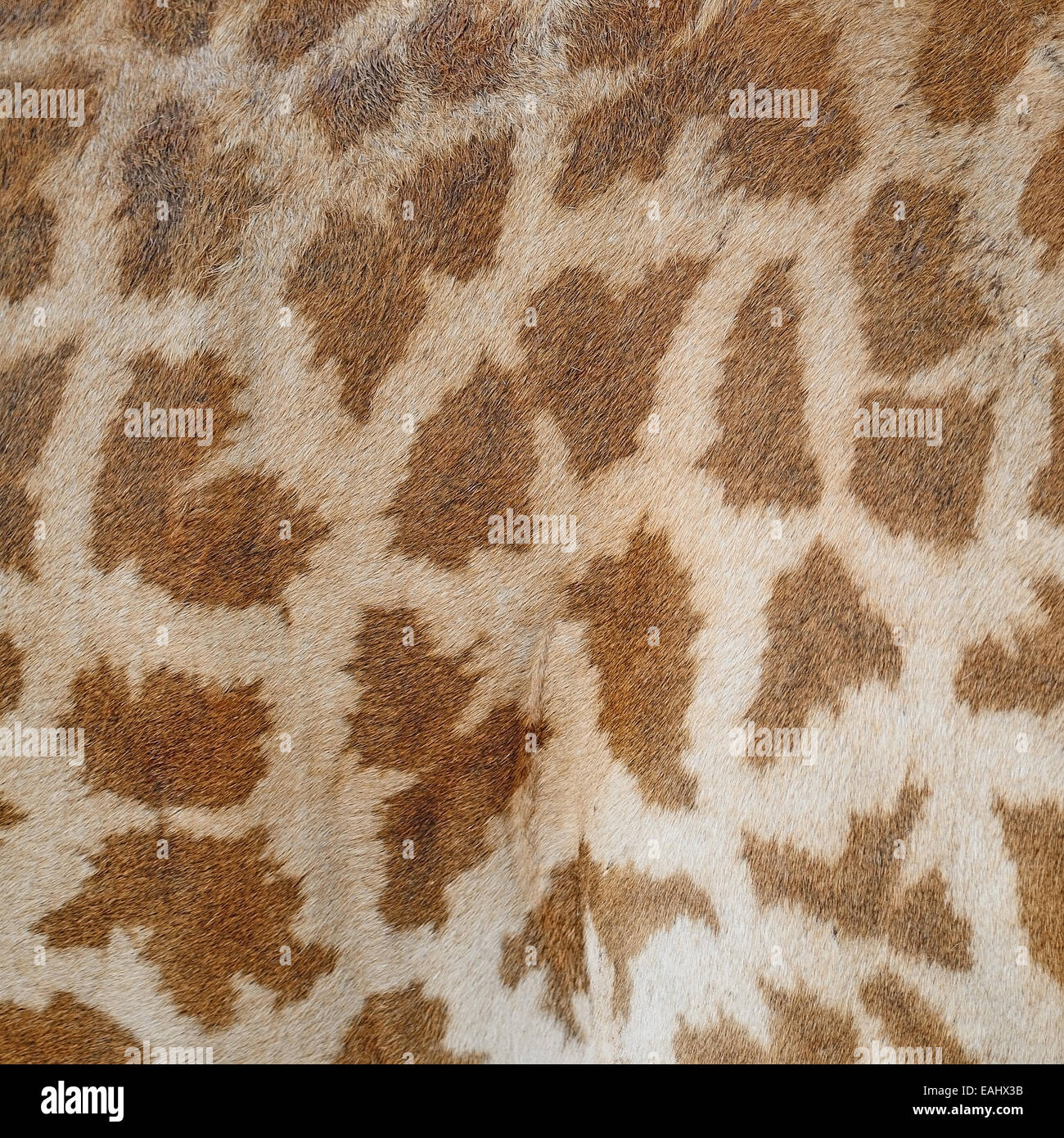 Véritable cuir peau de girafe (Girafta camelopardalis) Banque D'Images
