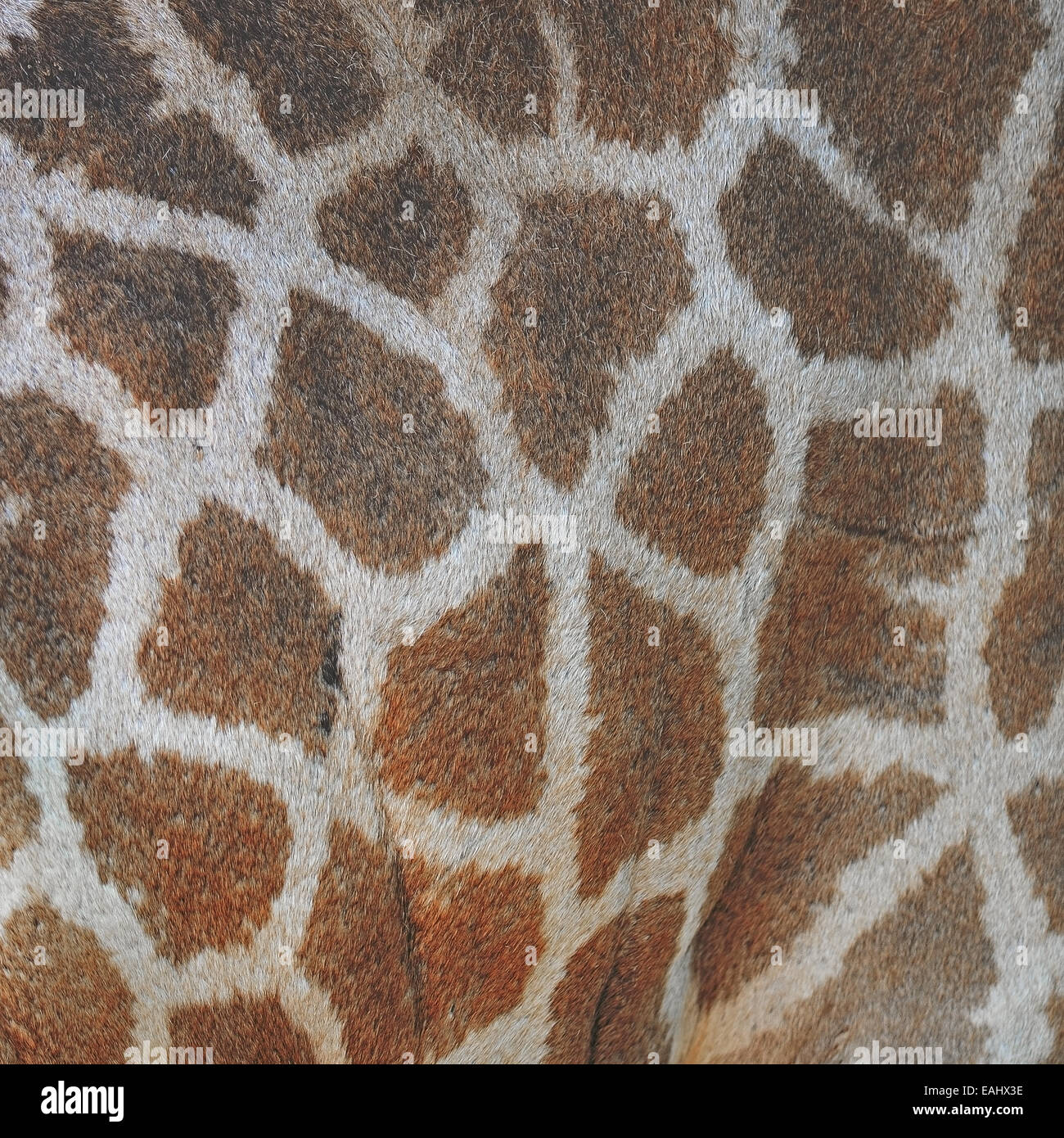 Véritable cuir peau de girafe (Girafta camelopardalis) Banque D'Images