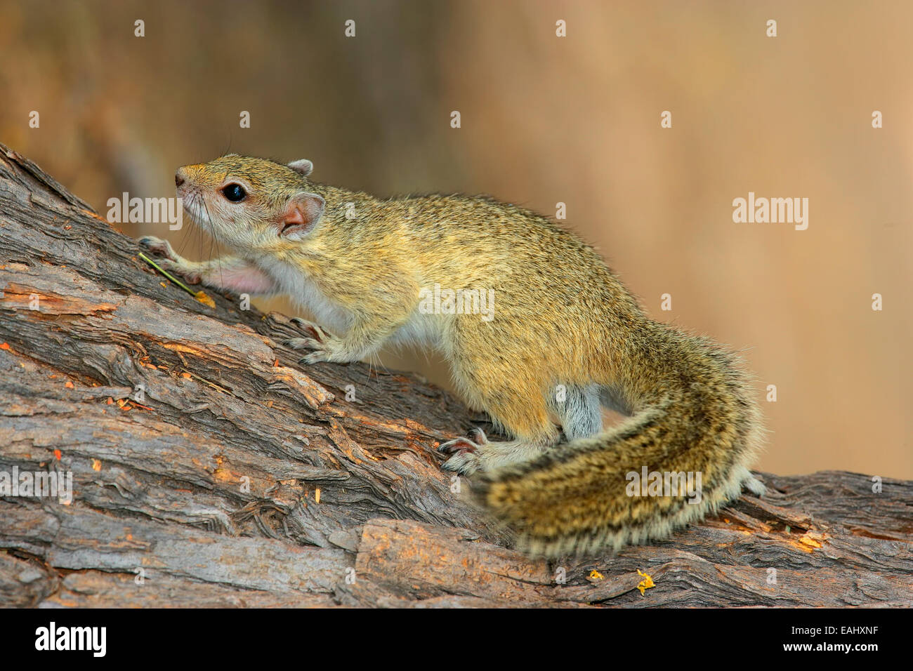 Tree (Paraxerus cepapi) écureuil assis dans un arbre, Afrique du Sud Banque D'Images