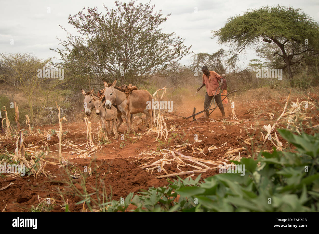 Un petit agriculteur utilise des ânes pour labourer son champ dans le comté de Makueni, au Kenya, Afrique de l'Est. Banque D'Images