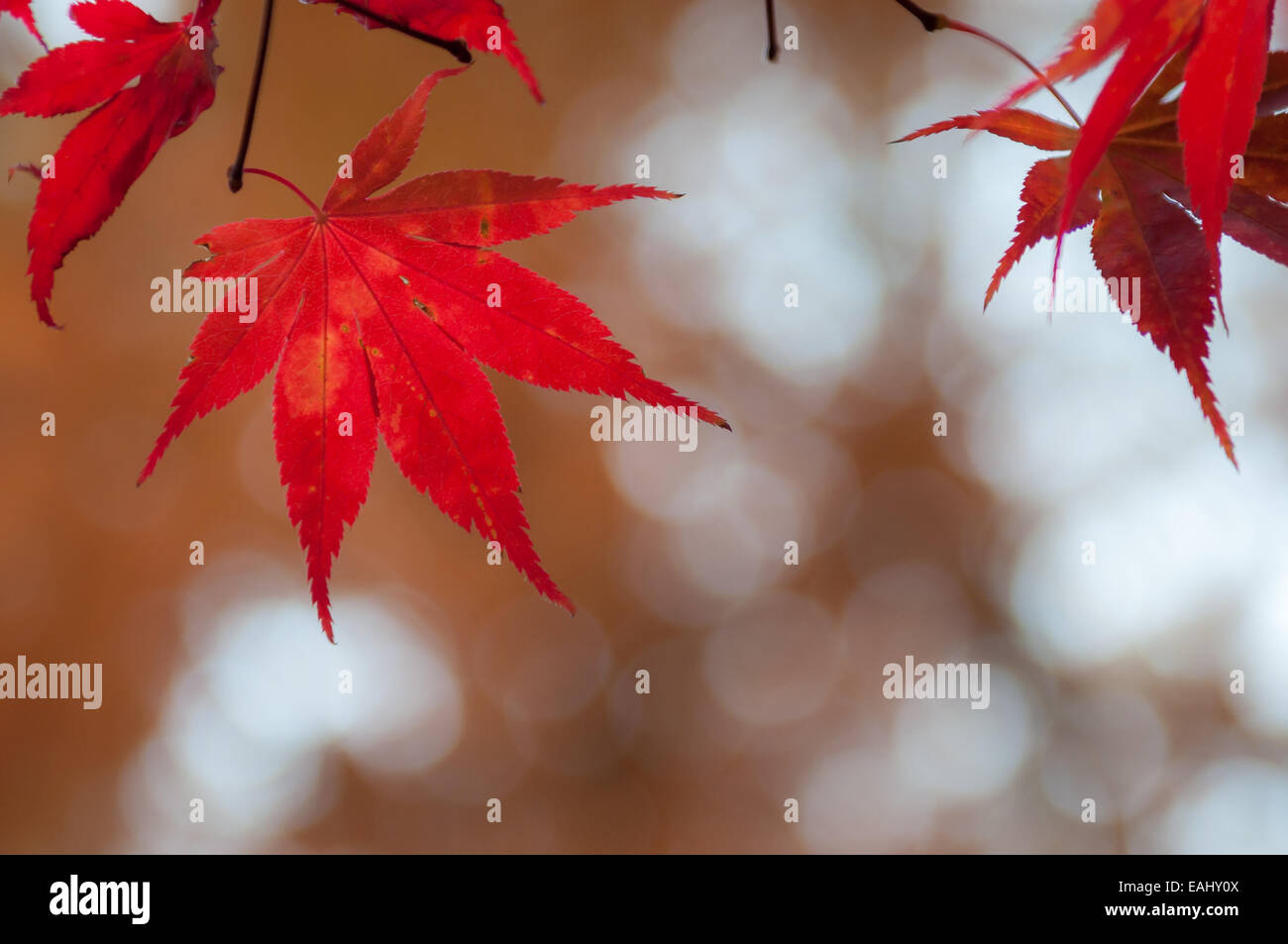 Feuilles rouges sur un érable de Corée (Acer pseudosieboldianum) en automne. Banque D'Images