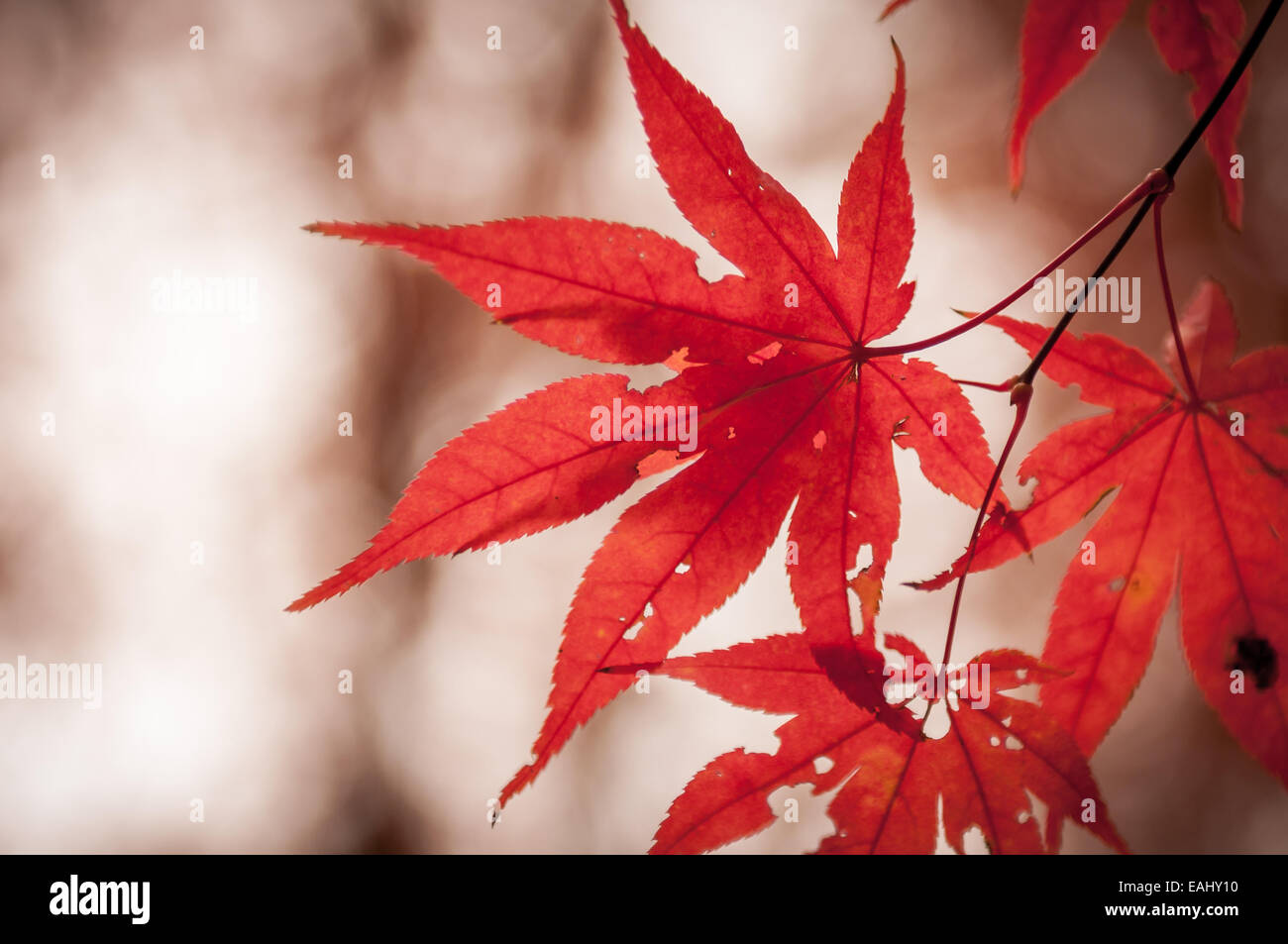 Feuilles rouges sur un érable de Corée (Acer pseudosieboldianum) en automne. Banque D'Images