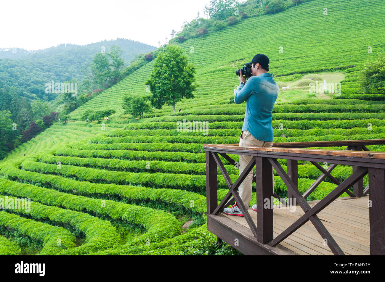 Les champs de thé Boseong en Corée du Sud. Banque D'Images