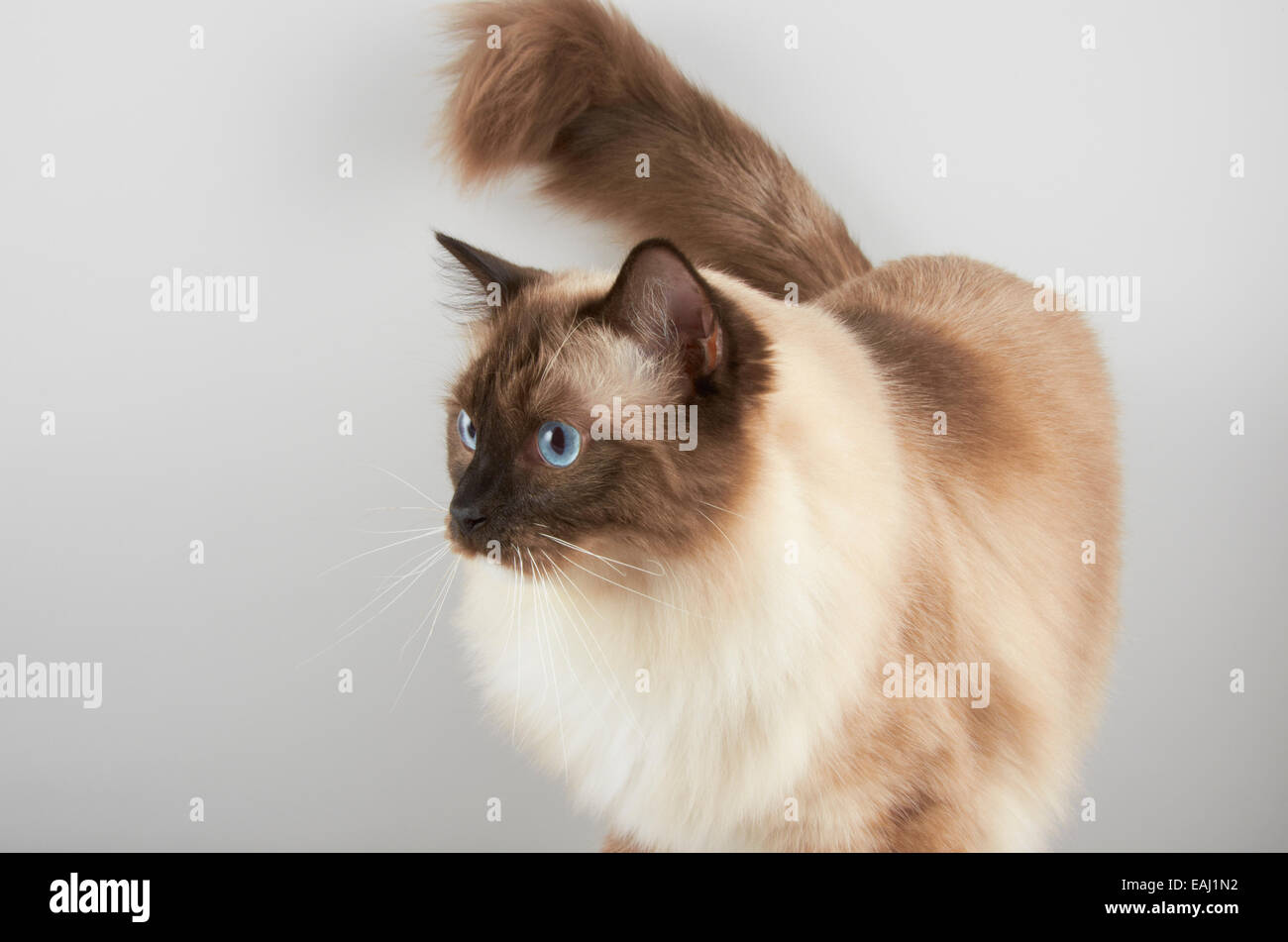 Chat Ragdoll Banque D'Images