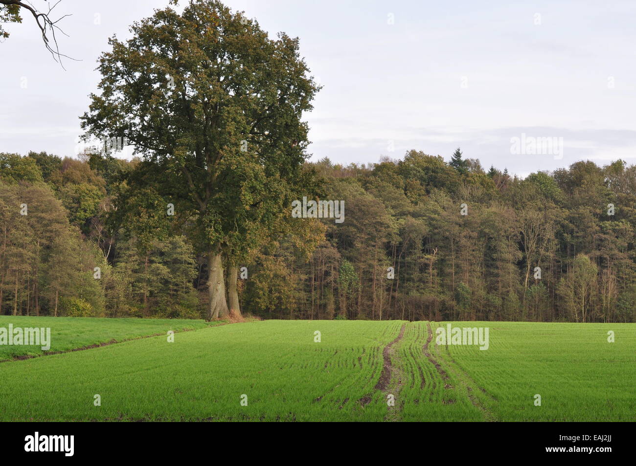 Am Rande der Maiburg, Landschaftschutzgebiet Niedersachsen, Kreis Osnabrück. Banque D'Images