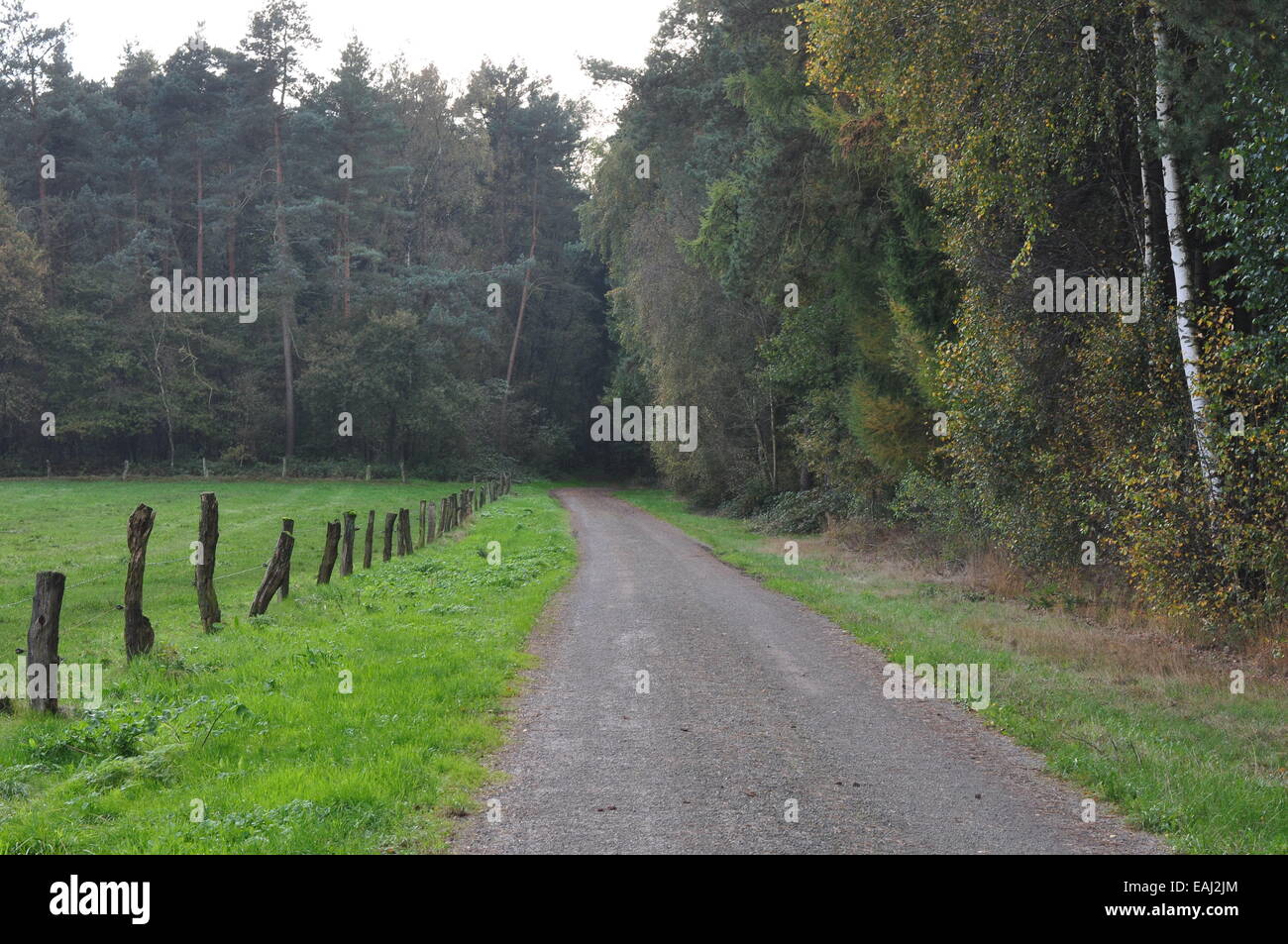 Forstweg am Rande der Maiburg, Landschaftschutzgebiet Niedersachsen, Kreis Osnabrück. Banque D'Images