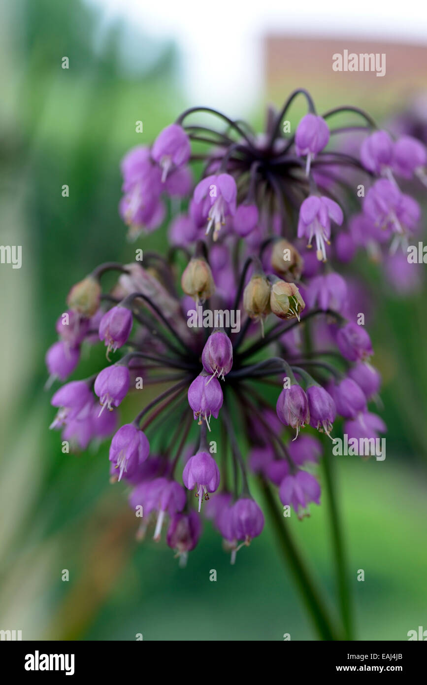 L'Allium cernuum fleur pourpre floraison fleurs oignons signe lady's leek bulbes oignon sauvage Wild Rose Floral RM Banque D'Images